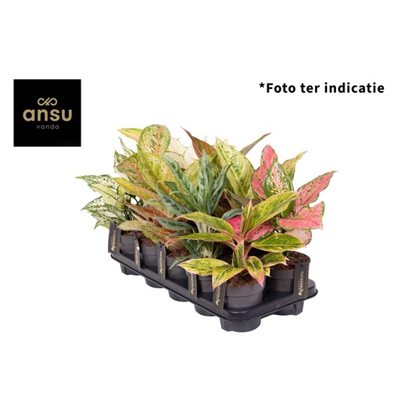 Aglaonema Mix Exclusive P12 1 pp 30cm 12cm Q160