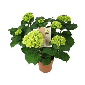 Hortenzija Hi Ice 5+ Flowers5 fl 40cm 14cm Q2205