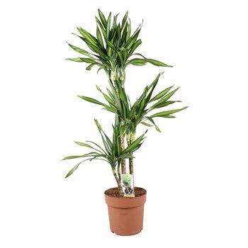 Dracena fragr  riki Riki 75-35-153 pp 110cm 24cm Q1726