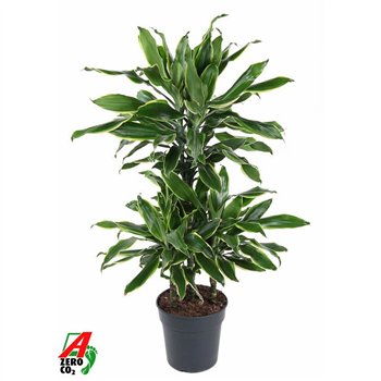 Dracena fragr  golden coast Gold Coast 45-carrouselpp 90cm 21cm Q1735