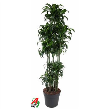 Dracena fragr  compacta dorado Dorado 150-carrouselpp 200cm 40cm Q1737