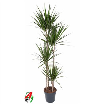 Dracena marginata Marginata 120-90-60-30pp 190cm 27cm Q1740