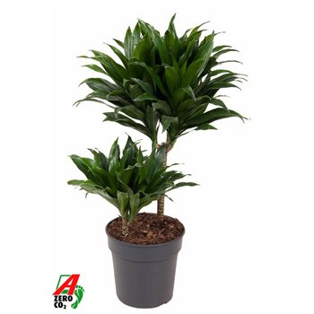 Dracena fragr  compacta Compacta 30-102 pp 60cm 19cm Q1744