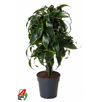Dracena dorado compacta Dorado branched P211 pp 70cm 21cm Q1745