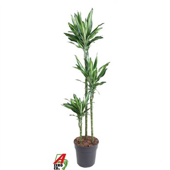 Dracena fragr  cintho Cintho 90-60-30pp 140cm 24cm Q1747