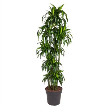 Dracena fragr  hawaiian sunshine Hawaiiana 150-carrousel10 pp 210cm 40cm Q1752