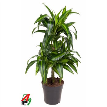 Dracena fragr  hawaiian sunshine Hawaiian 45-carrousel4 pp 100cm 21cm Q1753