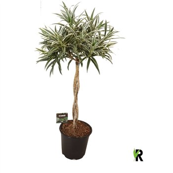 Dracena reflexa Valentina braided stem 1 pp 3 stems plnt 85cm 21cm Q1755