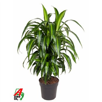 Dracena fragr  hawaiian sunshine Hawaiiana branched P24pp 90cm 24cm Q1759