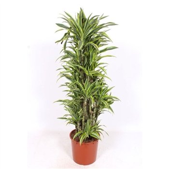 Dracena fragr  der lemon lime Lemon Lime15 pp 180cm 34cm Q1769