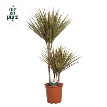 Dracena marg  bicolor Bicolor p21 45+15+10 3 pp 90cm 21cm Q1775