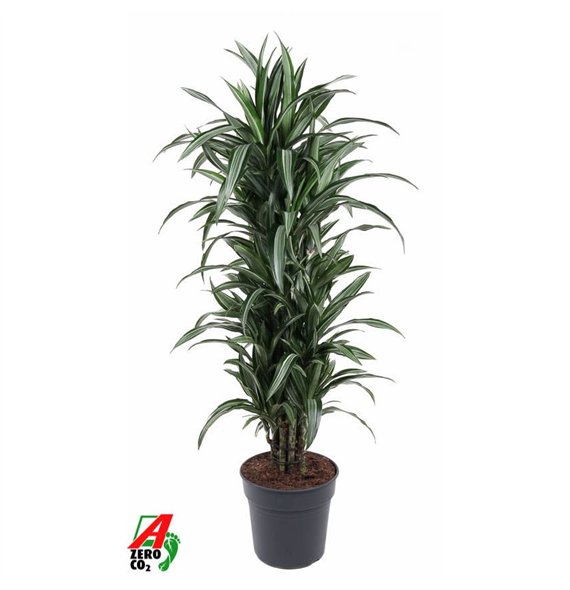 Dracena fragr  der ulises Ulises branched P31pp 140cm 31cm Q1778