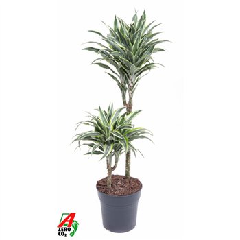 Dracena fragr  compacta surprise Surprise 45-152 pp 80cm 19cm Q1781