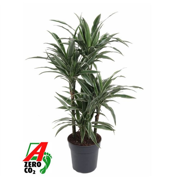 Dracena fragr  der warneckei Warneckei 60-carrousel5 pp 120cm 24cm Q1782