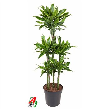 Dracena fragr  golden coast Gold Coast 90-carrousel6 pp 150cm 31cm Q1800