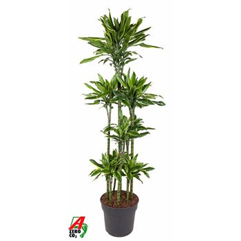 Dracena fragr  golden coast Gold Coast 120-carrousel8 pp 170cm 34cm Q1801