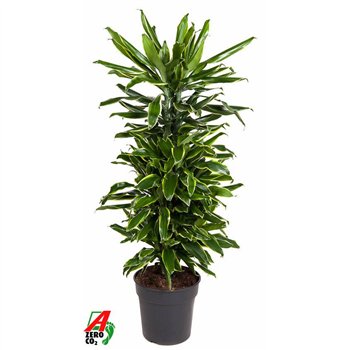 Dracena fragr  golden coast Gold Coast branched P27pp 110cm 27cm Q1803