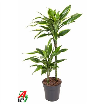 Dracena fragr  golden coast Gold Coast 45-15pp 90cm 19cm Q1804