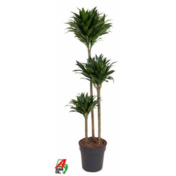 Dracena fragr  compacta Compacta 90-60-30pp 130cm 24cm Q1814