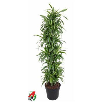 Dracena fragr  der lemon lime Lemon Lime1 pp 200cm 40cm Q1815