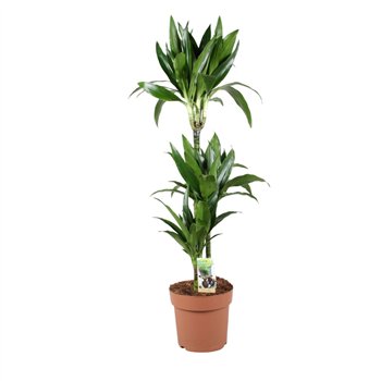 Dracena fragr  janet craig Janet Craig 75-35-153 pp 110cm 24cm Q1818