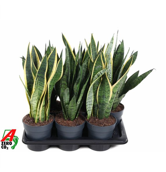 Taščin jezik - Sanseveria trifasciata Mix p171 pp 50cm 17cm Q4765