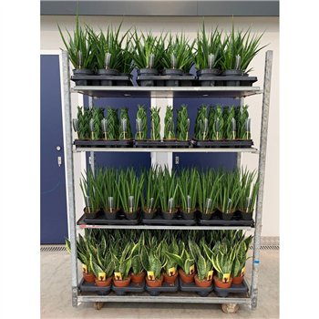 Taščin jezik - Sanseveria mix CC (soort per laag) 35cm 14cm Q4767