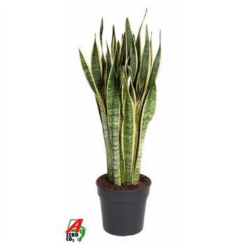 Taščin jezik - Sanseveria trifasciata laurentii Laurentii P3020 pp 110cm 30cm Q4796