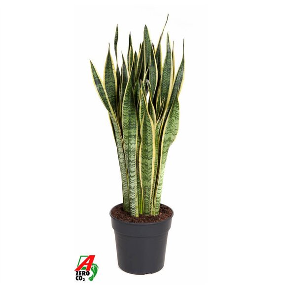 Taščin jezik - Sanseveria trifasciata laurentii Laurentii P3020 pp 110cm 30cm Q4796