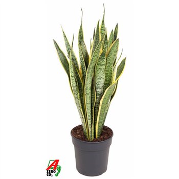 Taščin jezik - Sanseveria trifasciata laurentii Laurentii P2420 pp 80cm 24cm Q4830