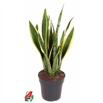 Taščin jezik - Sanseveria trifasciata laurentii Laurentii P1912 pp 60cm 19cm Q4831