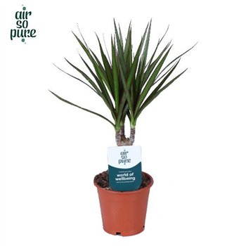 Dracena marginata Marginata p12 (Air So Pure) 1 pp 45cm 12cm Q1725