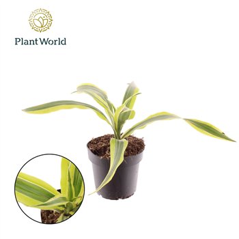 Dracena fragr  der lemon lime Fragrans Lemon Lime 1 pp 15cm 12cm Q1773
