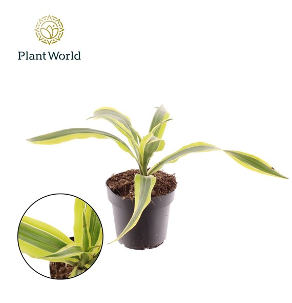 Dracena fragr  der lemon lime Fragrans Lemon Lime 1 pp 15cm 12cm Q1773