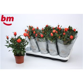 Vrtnica beau monde orange Orange Beau Monde (12 cm)5 fl 28cm 12cm Q5457