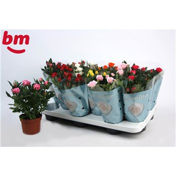 Vrtnica beau monde mix Beau Monde mixed 10 5 cm6 fl 25cm 10.5cm Q5464