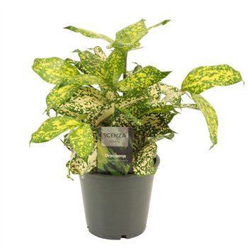 Dracena surculosa florida beauty Godsefiana 12 cm 5 pp 30cm 12cm Q1750