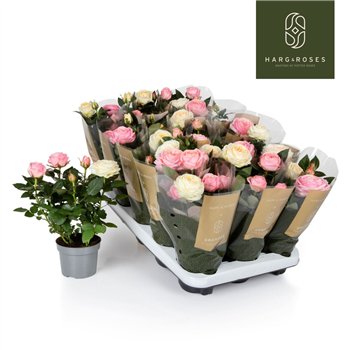 Vrtnica Kordana Grande mixed on pot Adele Belami Duo 5 fl 27cm 10.5cm Q5477