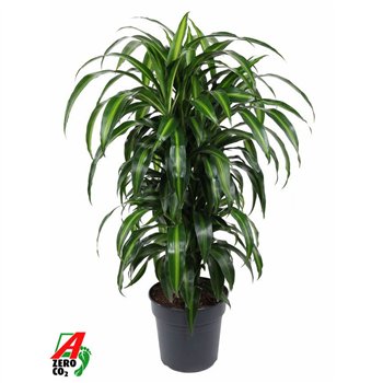 Dracena fragr  hawaiian sunshine Hawaiiana branched P271 pp 110cm 27cm Q1751
