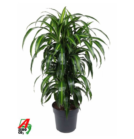 Dracena fragr  hawaiian sunshine Hawaiiana branched P271 pp 110cm 27cm Q1751