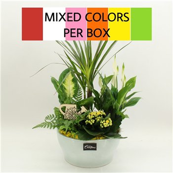 Nasad FDCR-2612M Basic Fundamentals 5 pp 55cm 22cm Q662