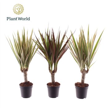 Dracena mix 3 kinds mixed on stem 7 cm 1 pp 35cm 7cm Q1771