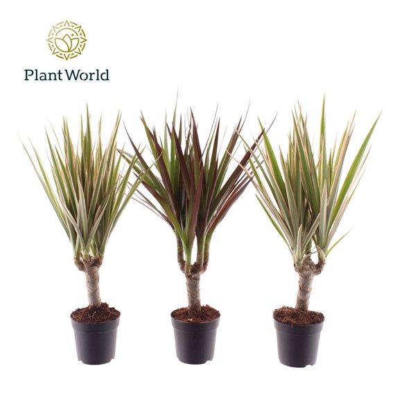 Dracena mix 3 kinds mixed on stem 7 cm 1 pp 35cm 7cm Q1771