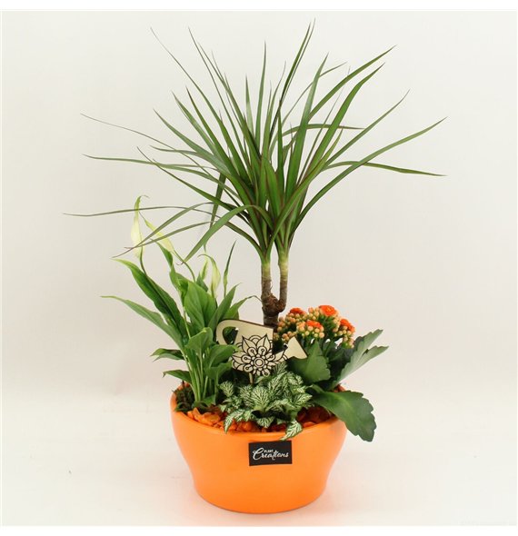 Nasad FDCR-2609OR Basic Fundamentals 4 pp 50cm 19cm Q661