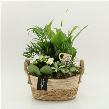 Nasad FDCR-2618W Basic Fundamentals 4 pp 40cm 24cm Q656