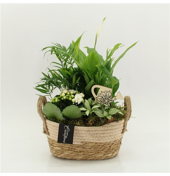 Nasad FDCR-2618W Basic Fundamentals 4 pp 40cm 24cm Q656