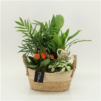 Nasad FDCR-2618OR Basic Fundamentals 4 pp 40cm 24cm Q658