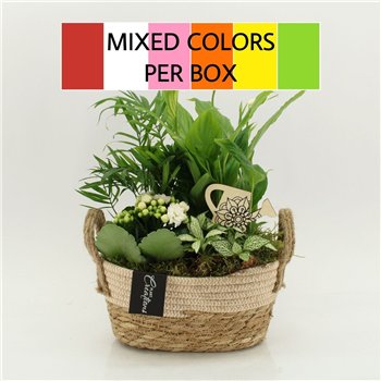 Nasad FDCR-2618M Basic Fundamentals 4 pp 40cm 24cm Q659