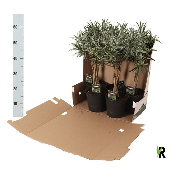 Dracena reflexa Valentina braided stem 1 pp 3 stems plnt 65cm 19cm Q1756