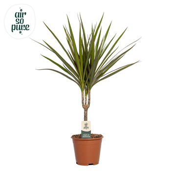 Dracena marginata Marginata p14 (Air so Pure) 1 pp 55cm 14cm Q1730